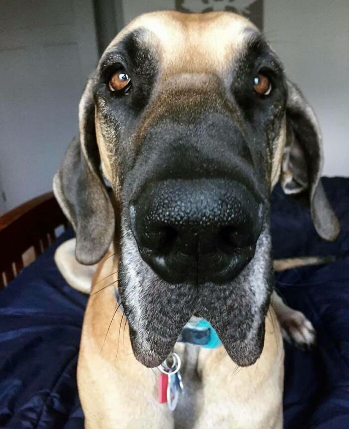 Dogs-Pretty-Eyes-Challenge-Facebook