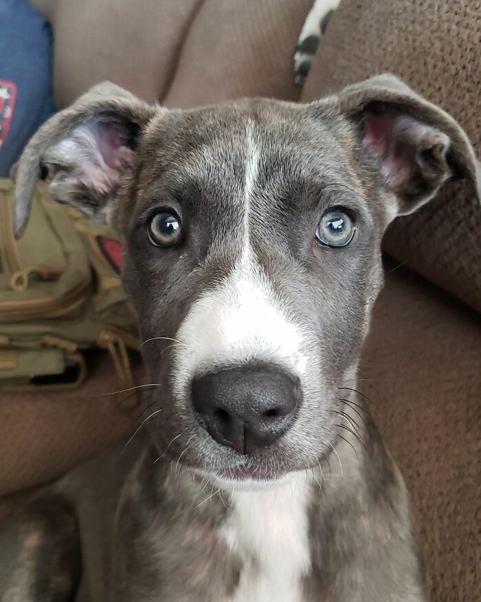 Dogs-Pretty-Eyes-Challenge-Facebook