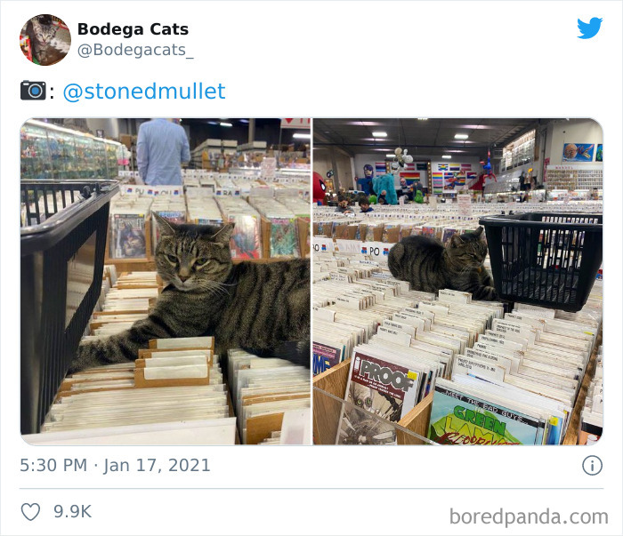 Cats-Store-Bodega