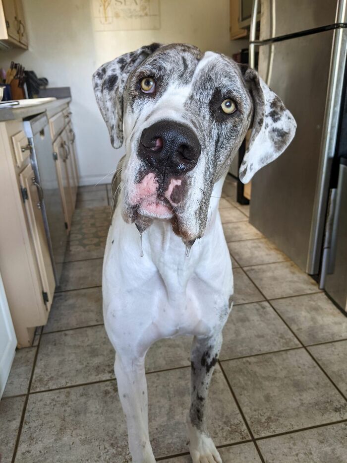 Dogs-Pretty-Eyes-Challenge-Facebook