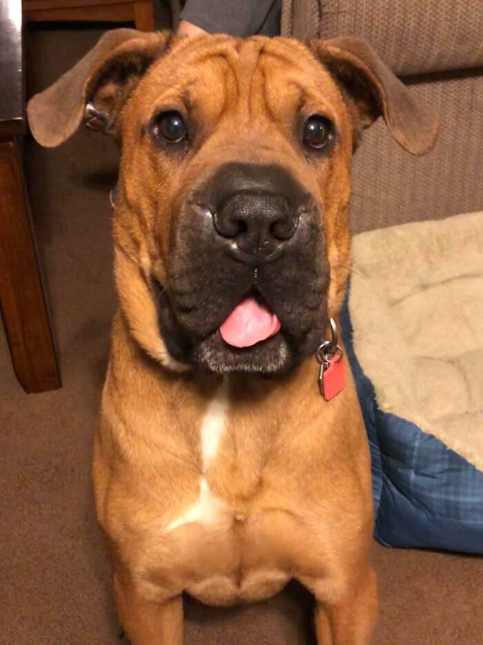 Dogs-Pretty-Eyes-Challenge-Facebook