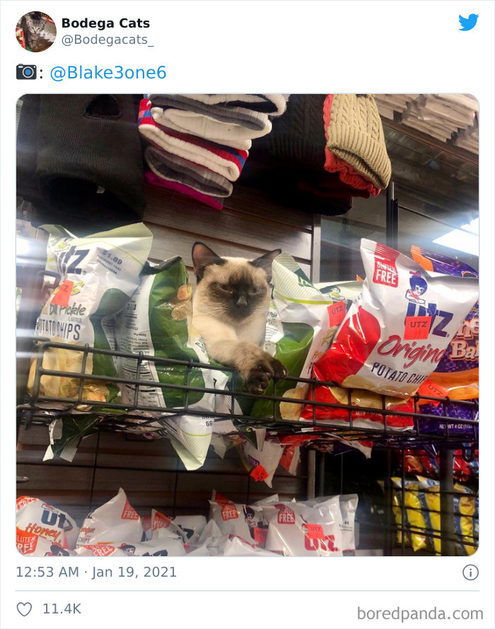 Cats-Store-Bodega