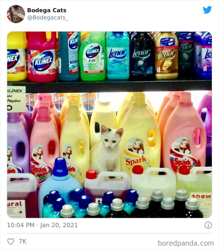 Cats-Store-Bodega