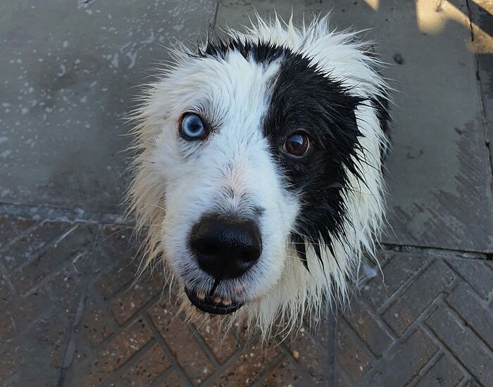 Dogs-Pretty-Eyes-Challenge-Facebook