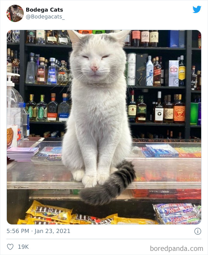 Cats-Store-Bodega