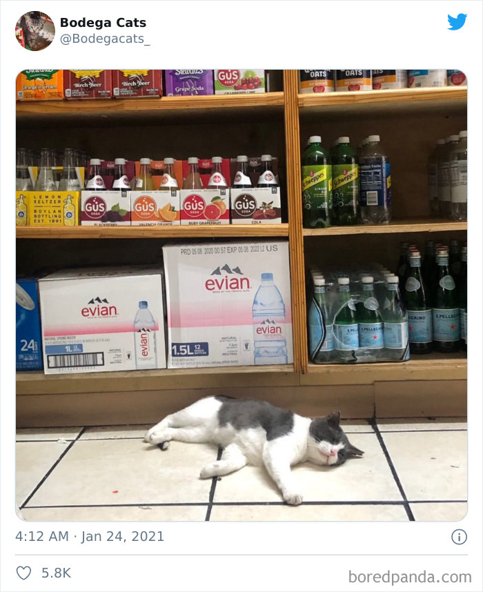 Cats-Store-Bodega