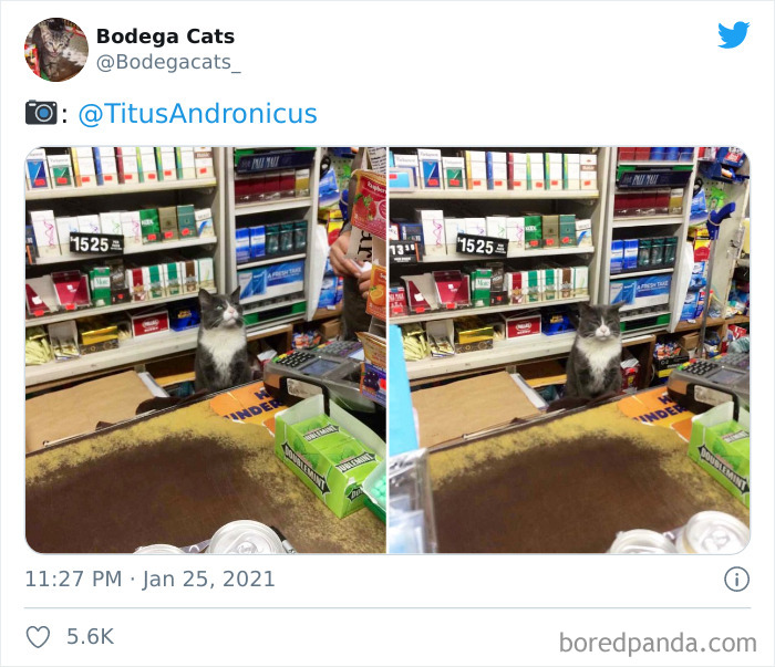 Cats-Store-Bodega