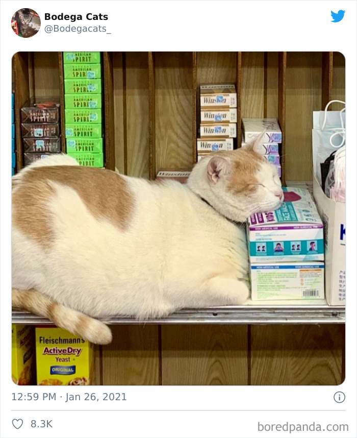 Cats-Store-Bodega