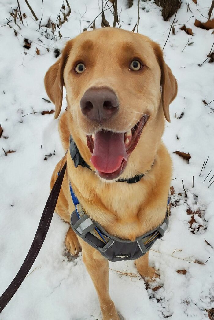 Dogs-Pretty-Eyes-Challenge-Facebook