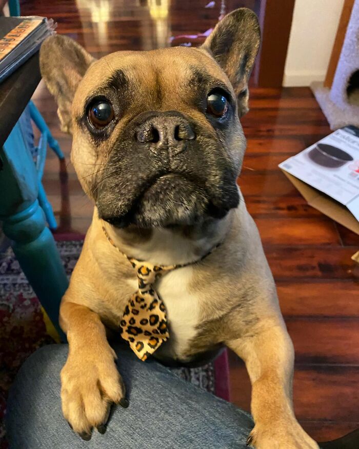 Dogs-Pretty-Eyes-Challenge-Facebook