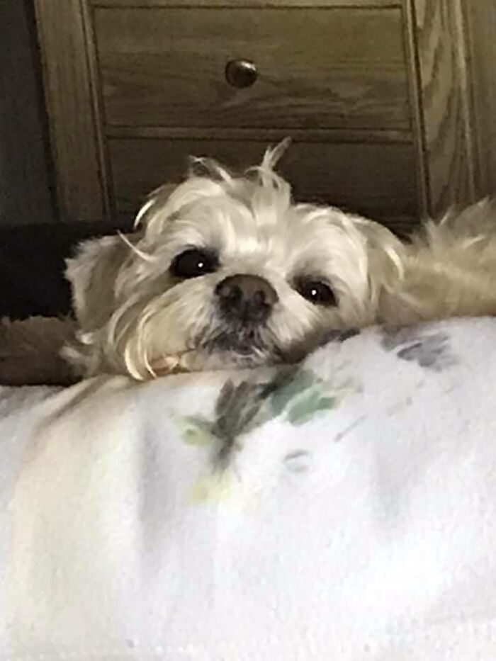 Dogs-Pretty-Eyes-Challenge-Facebook