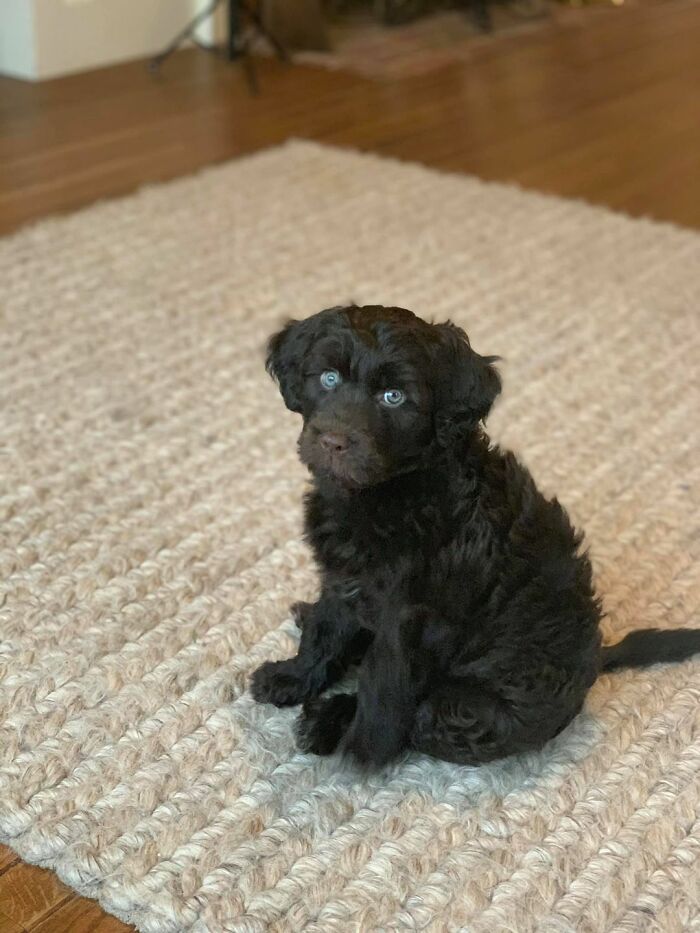 Dogs-Pretty-Eyes-Challenge-Facebook