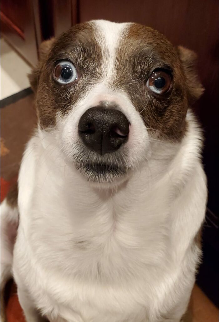 Dogs-Pretty-Eyes-Challenge-Facebook