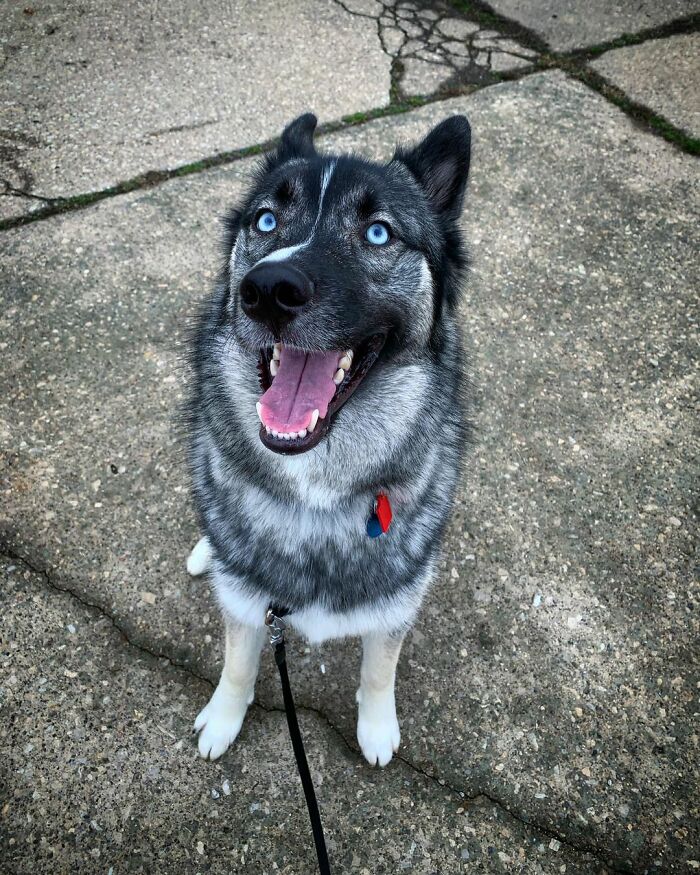 Dogs-Pretty-Eyes-Challenge-Facebook