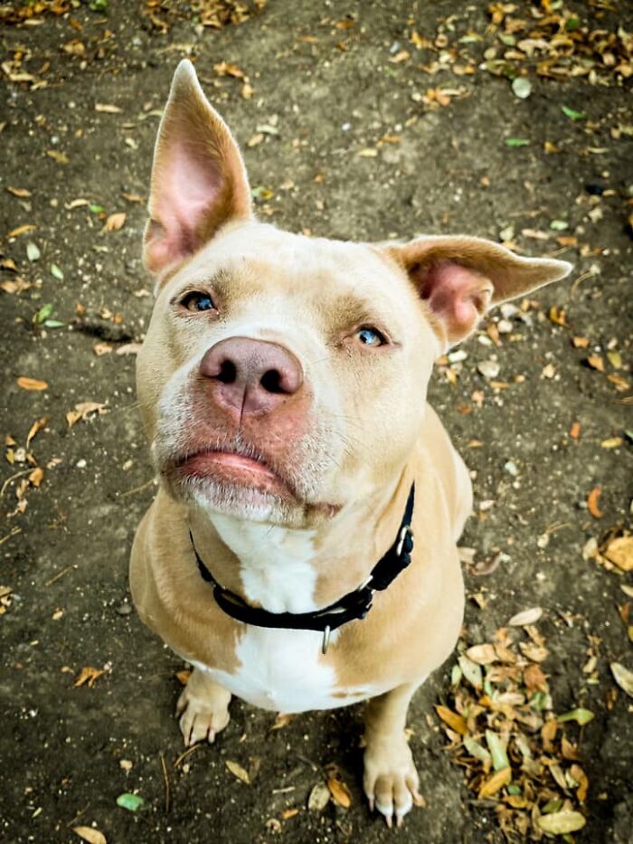 Dogs-Pretty-Eyes-Challenge-Facebook