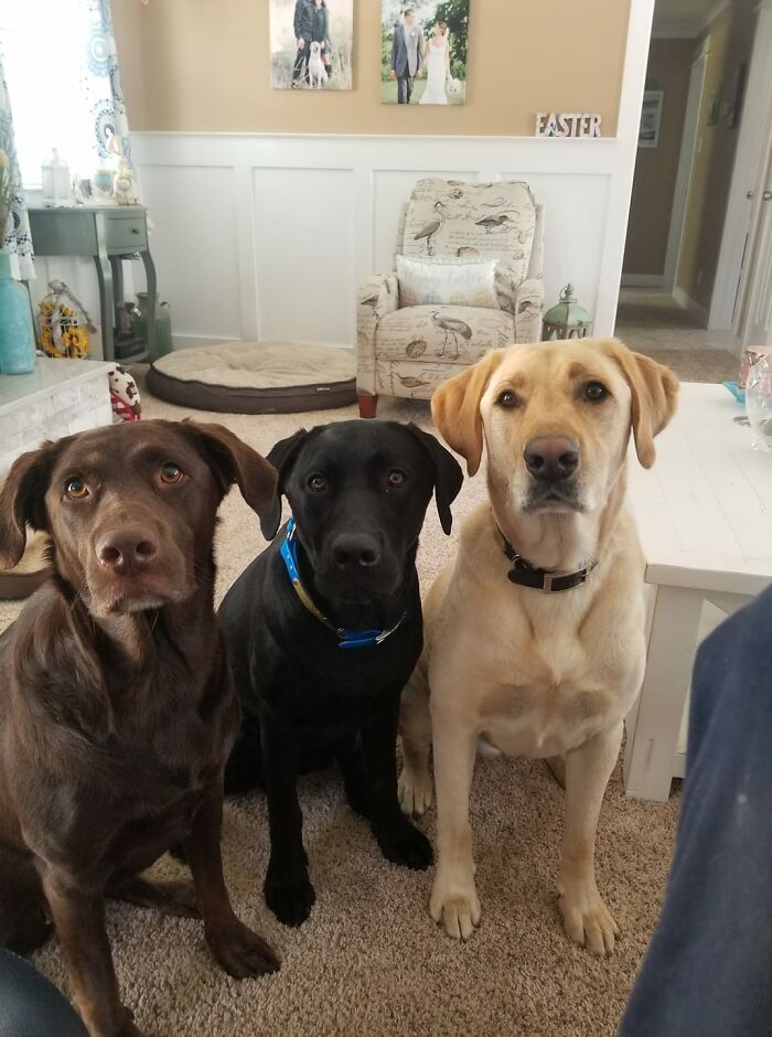 Dogs-Pretty-Eyes-Challenge-Facebook