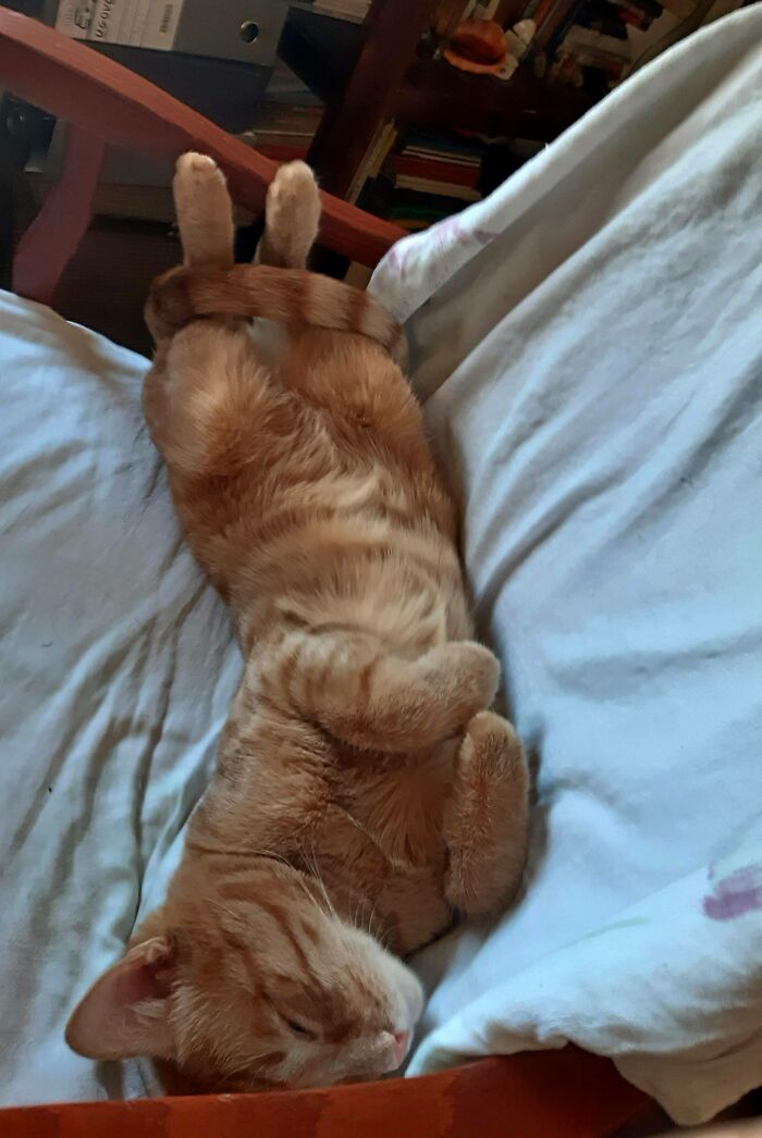 Favorite Place For A Day Nap