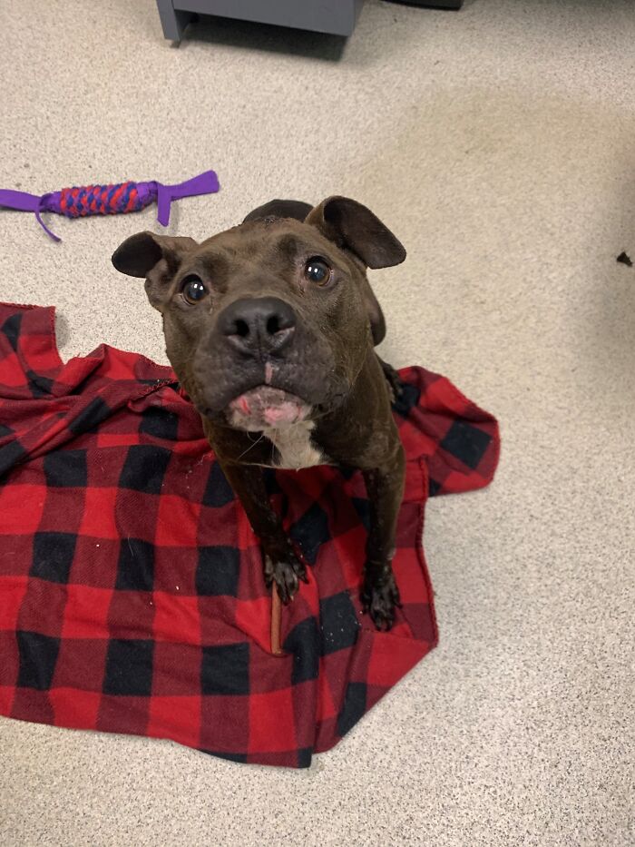 An Injured Pit Bull Was Rescued From The Dumpster After It Was Thrown Out Like Trash An Injured Pit Bull Was Rescued From The Dumpster After It Was Thrown Out Like Trash
