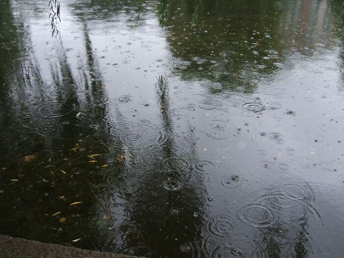 Rainy Day Ripples In The Boston Public Garden