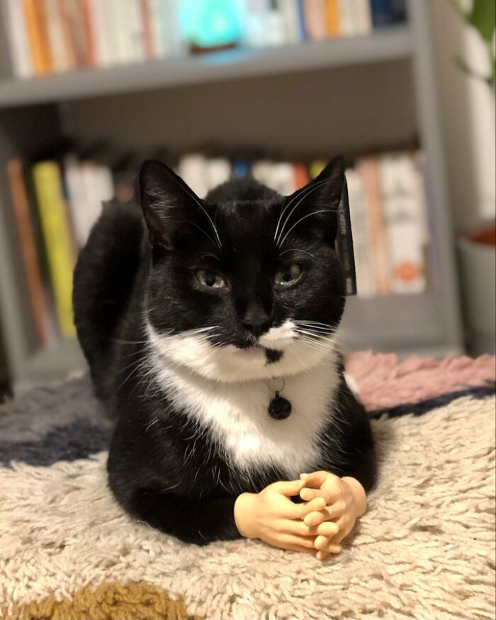 Cat Brings Its Parents A Note From The Neighbors He Visits, They Become Pen Pals With The Cat As Their Postman Cat Brings Its Parents A Note From The Neighbors He Visits, They Become Pen Pals With The Cat As Their Postman