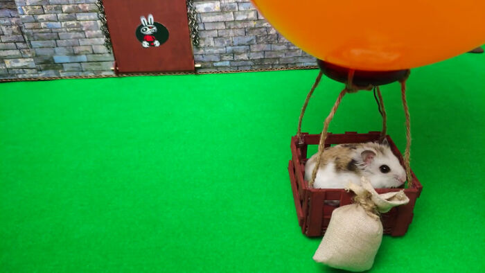 Person Shows Their Hamster Escaping A Prison In Amazing Obstacle Course Video, Captures The Hearts Of 55 Million People