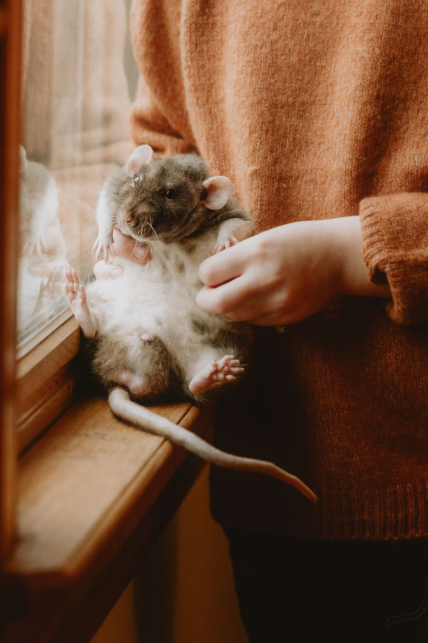 An Adorable Photoshoot Of A Girl And Her Pet Rat Named Disco Bacon By Andrea Martin An Adorable Photoshoot Of A Girl And Her Pet Rat Named Disco Bacon By Andrea Martin