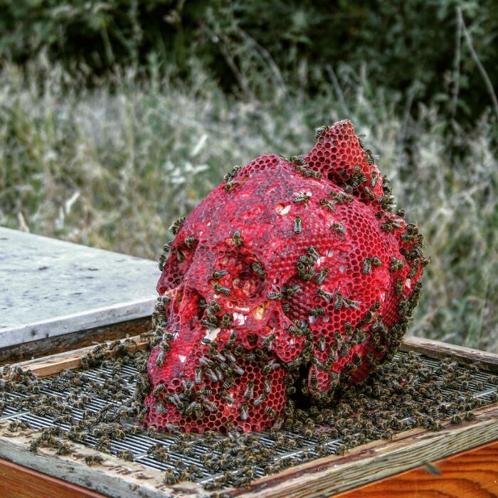 60,000 Bees Helped Create This Honeycomb Nefertiti Statue