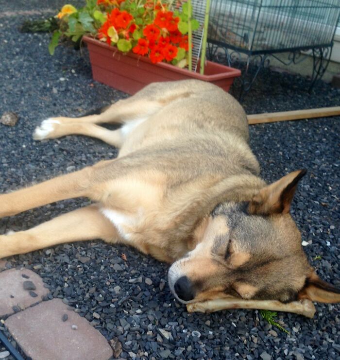 Nap On Bone, Bone Safe...zzzz