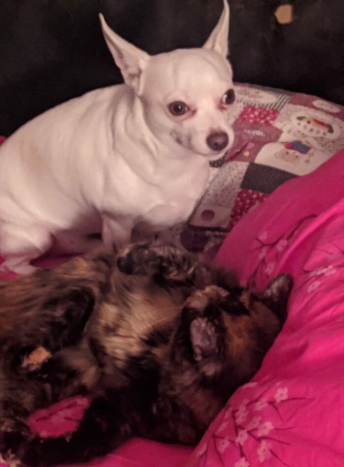 To Fight Or Not To Fight....