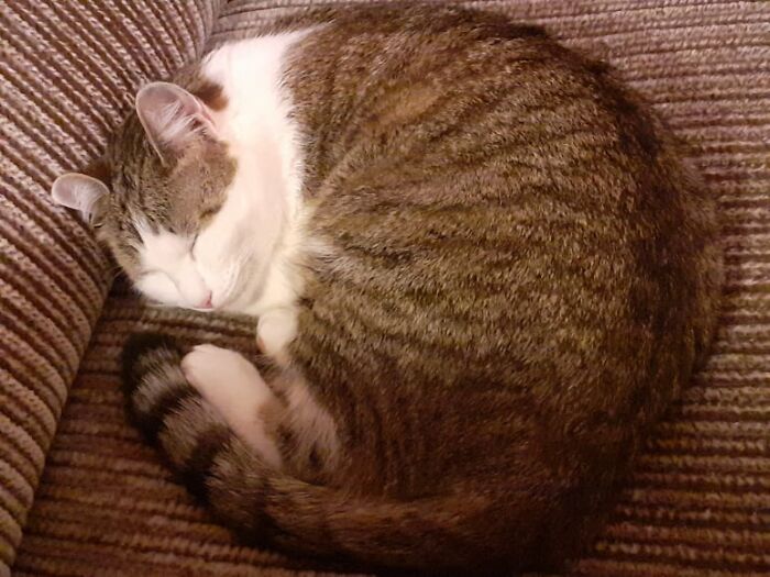 Looks Like A Rodent Of Sorts