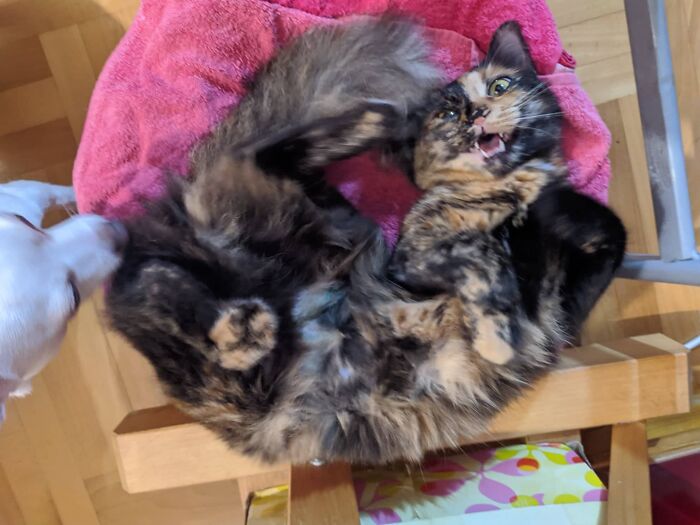 Full Grisina And Little Of Dogy