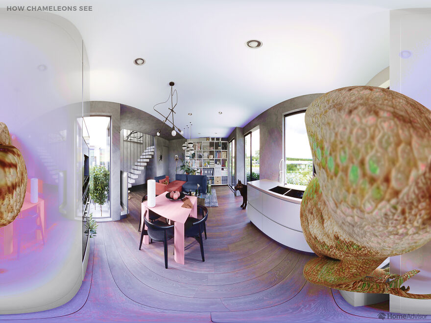 Here's How These 7 Pets See The World Around Them Here's How These 7 Pets See The World Around Them