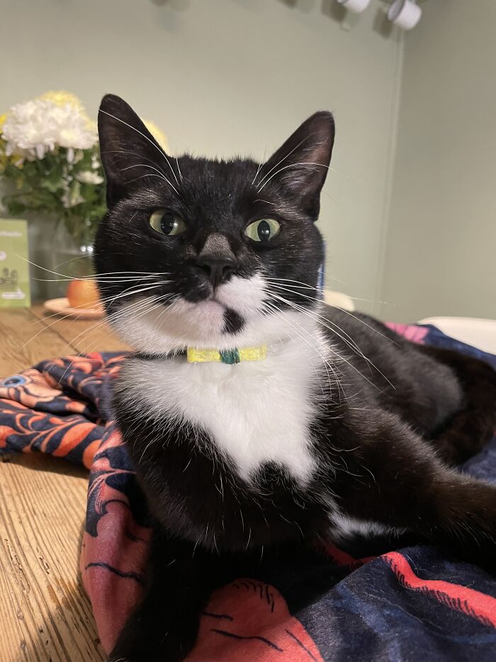 Cat Brings Its Parents A Note From The Neighbors He Visits, They Become Pen Pals With The Cat As Their Postman Cat Brings Its Parents A Note From The Neighbors He Visits, They Become Pen Pals With The Cat As Their Postman
