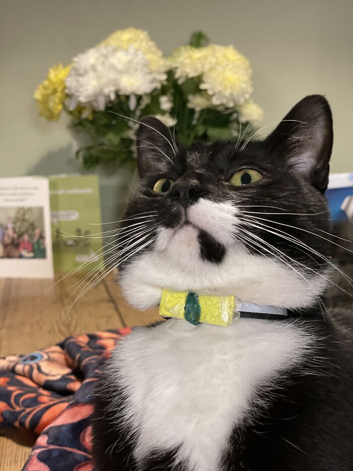 Cat Brings Its Parents A Note From The Neighbors He Visits, They Become Pen Pals With The Cat As Their Postman