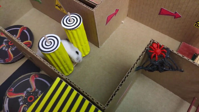 Person Shows Their Hamster Escaping A Prison In Amazing Obstacle Course Video, Captures The Hearts Of 55 Million People