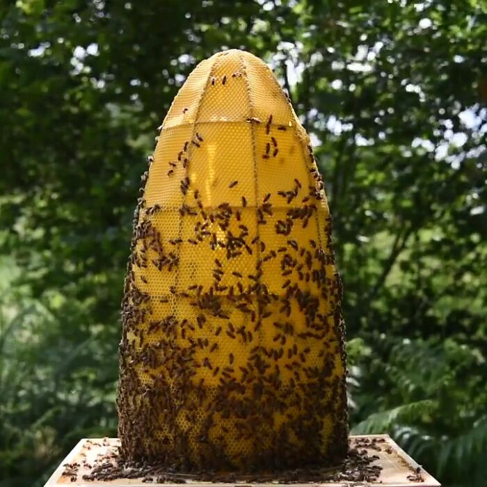 60,000 Bees Helped Create This Honeycomb Nefertiti Statue