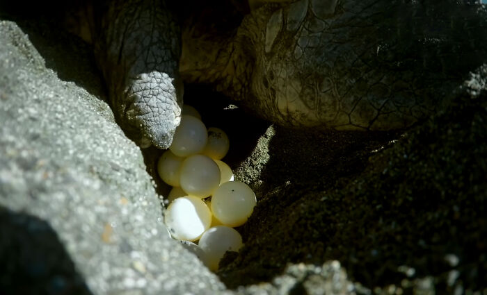 428K People Are Fascinated By This Robot Turtle Video Capturing 20,000 Turtles Laying Eggs In Costa Rica 428K People Are Fascinated By This Robot Turtle Video Capturing 20,000 Turtles Laying Eggs In Costa Rica
