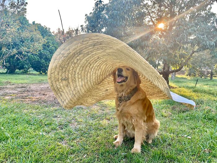 Golden Retriever Named Jubjib Is A ‘Durian Harvester’ Who Has Been Adorably Posing For Family Harvest Pics Since 2014 Golden Retriever Named Jubjib Is A ‘Durian Harvester’ Who Has Been Adorably Posing For Family Harvest Pics Since 2014