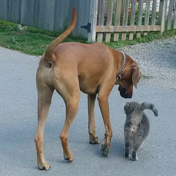 Bentley And Pixel The Cat Tolerating Her Annoying Little Brother.