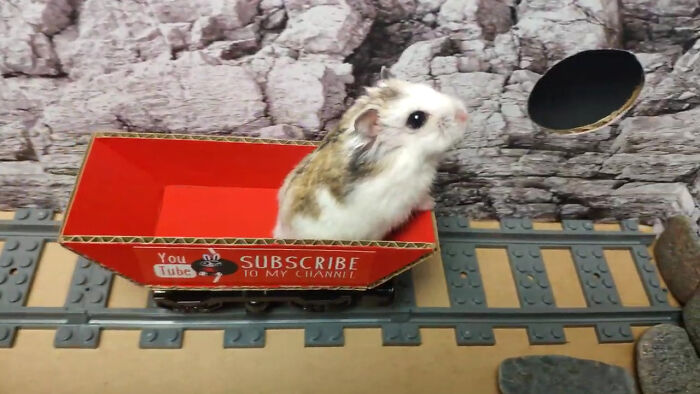 Person Shows Their Hamster Escaping A Prison In Amazing Obstacle Course Video, Captures The Hearts Of 55 Million People
