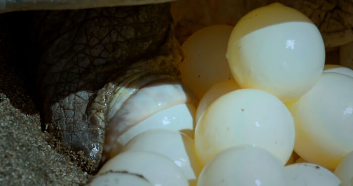 428K People Are Fascinated By This Robot Turtle Video Capturing 20,000 Turtles Laying Eggs In Costa Rica 428K People Are Fascinated By This Robot Turtle Video Capturing 20,000 Turtles Laying Eggs In Costa Rica