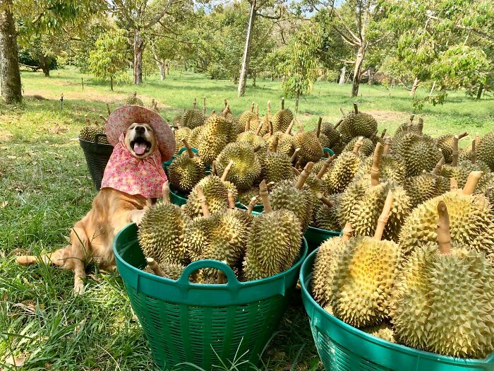 Golden Retriever Named Jubjib Is A ‘Durian Harvester’ Who Has Been Adorably Posing For Family Harvest Pics Since 2014 Golden Retriever Named Jubjib Is A ‘Durian Harvester’ Who Has Been Adorably Posing For Family Harvest Pics Since 2014