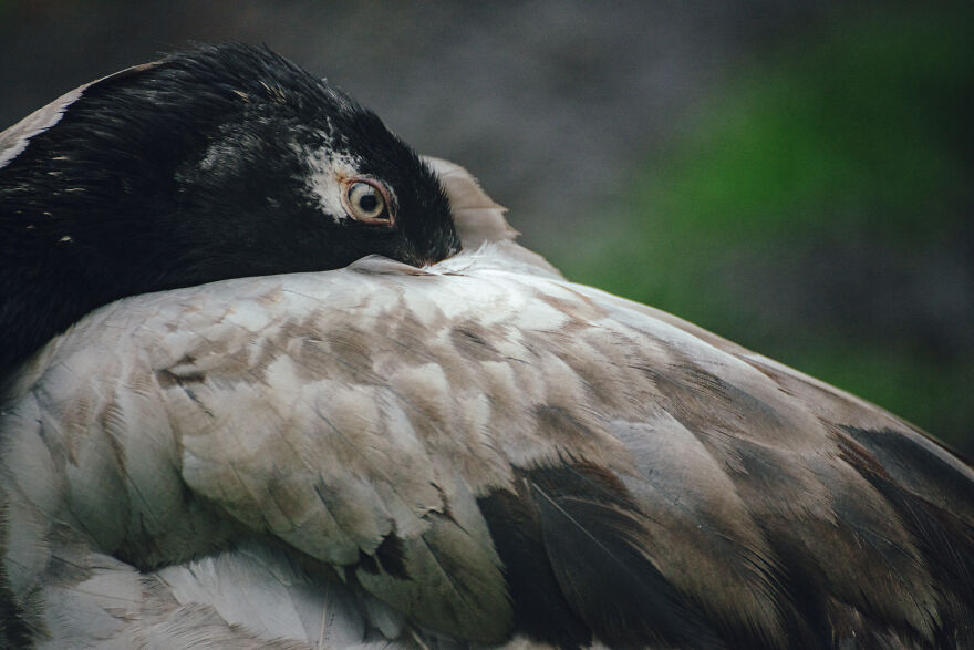 It Is Listed On The Red List Of Threatened Species. In Bhutan, The Whooping Crane Is Culturally And Historically Important And Is Revered As The "Bird Of Heaven.