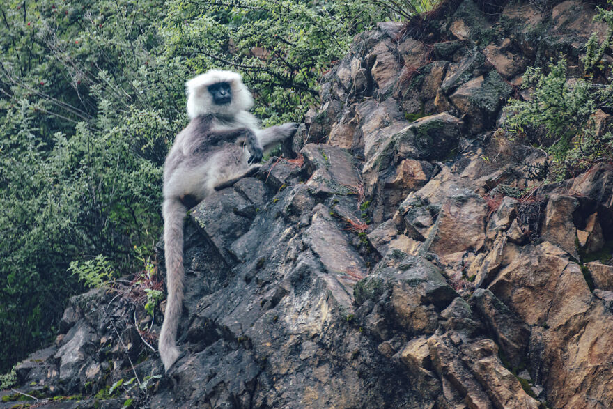 Monkey Of Good Omen Langur