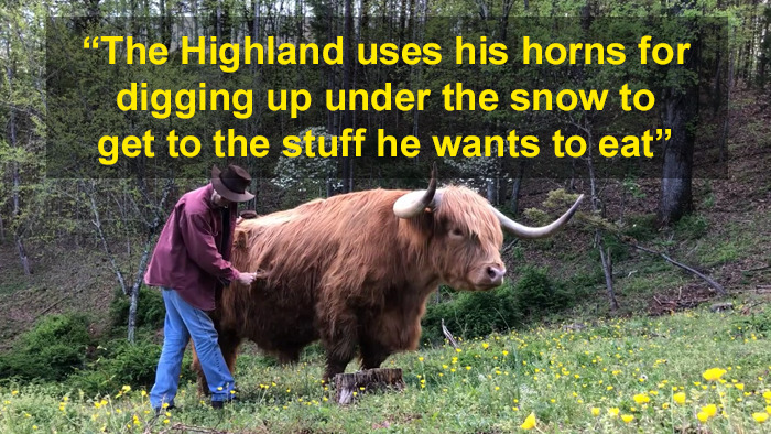 'If You're Being Poked, It's Intentional': Farmer's Video Where He Grooms A Long-Horned Scottish Highland Cow Goes Viral 'If You're Being Poked, It's Intentional': Farmer's Video Where He Grooms A Long-Horned Scottish Highland Cow Goes Viral