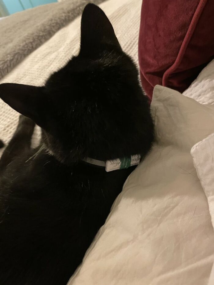 Cat Brings Its Parents A Note From The Neighbors He Visits, They Become Pen Pals With The Cat As Their Postman