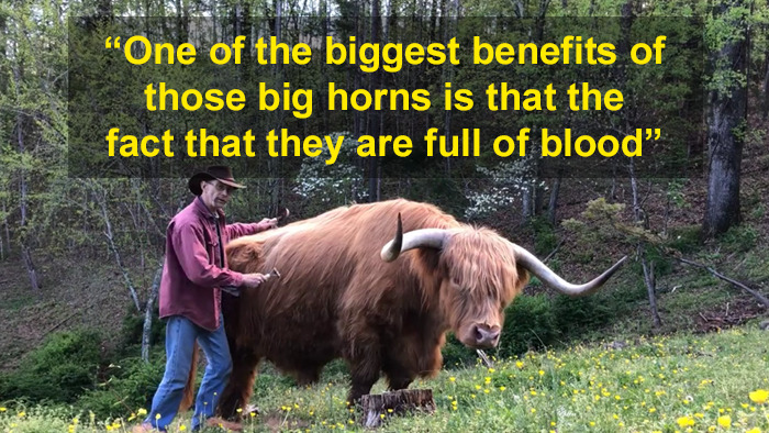 'If You're Being Poked, It's Intentional': Farmer's Video Where He Grooms A Long-Horned Scottish Highland Cow Goes Viral