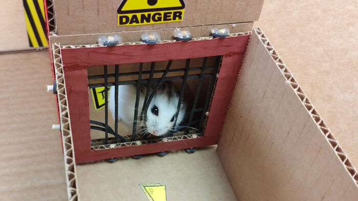 Person Shows Their Hamster Escaping A Prison In Amazing Obstacle Course Video, Captures The Hearts Of 55 Million People Person Shows Their Hamster Escaping A Prison In Amazing Obstacle Course Video, Captures The Hearts Of 55 Million People