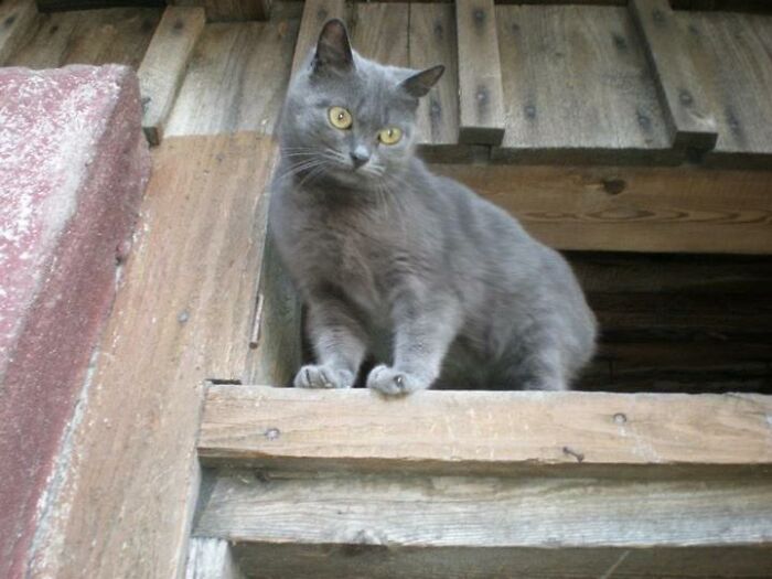 Zira Looking Down At Me