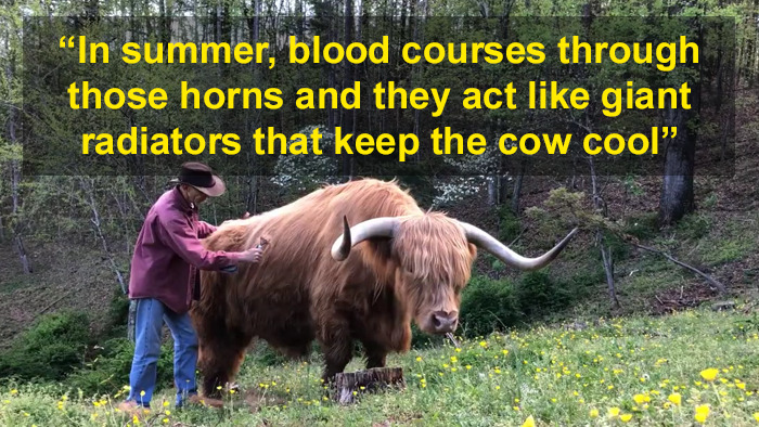 'If You're Being Poked, It's Intentional': Farmer's Video Where He Grooms A Long-Horned Scottish Highland Cow Goes Viral 'If You're Being Poked, It's Intentional': Farmer's Video Where He Grooms A Long-Horned Scottish Highland Cow Goes Viral